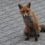 lisek